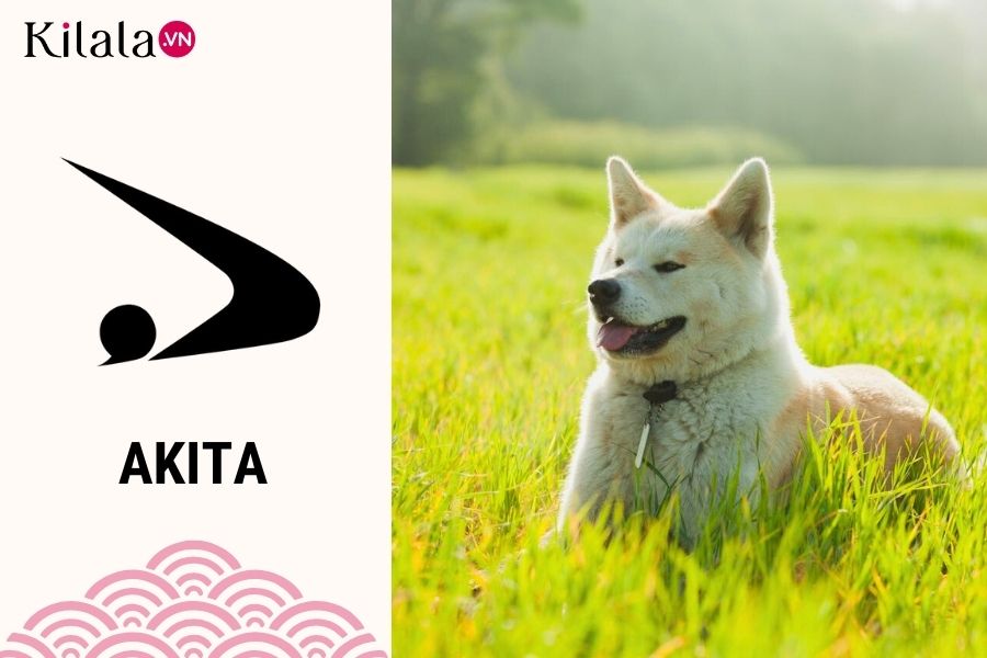 akita1